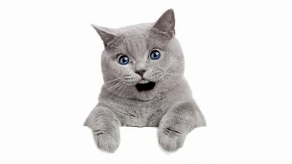 Belle belle étoile du soir