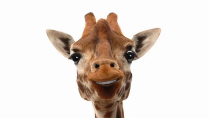 Ah dis-moi donc bergère