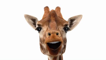 Ah vous dirai-je maman