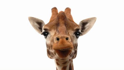 Anatole, Monsieur Paul