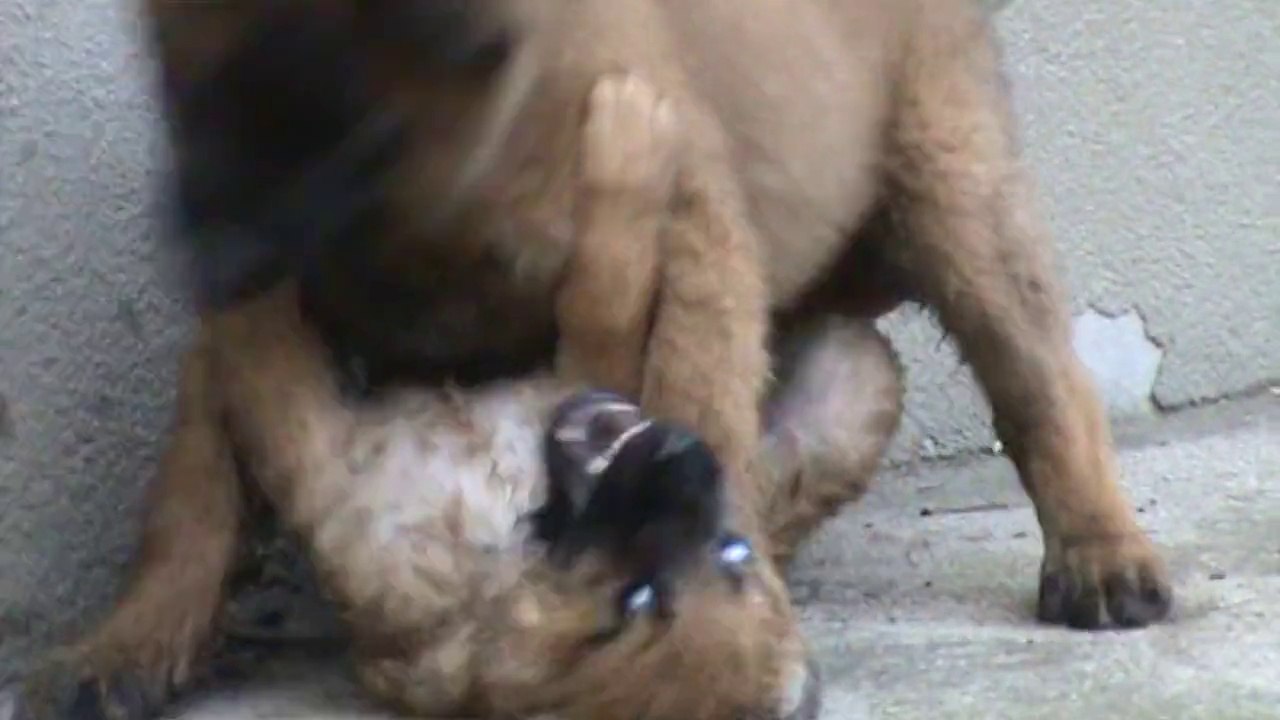 Be Aware G's @ Monsters Part II