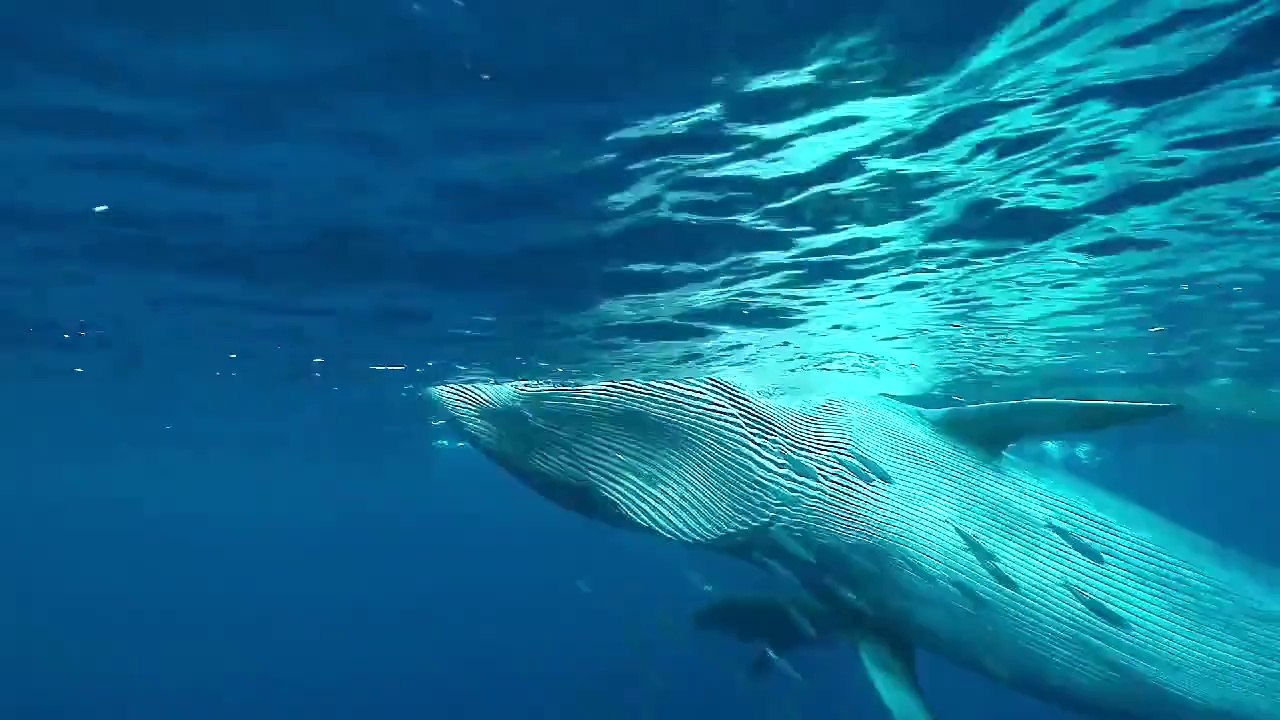 The last sardine