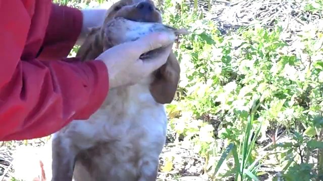 1ERE SORTIE SUR CAILLE AVEC IGOR(3mois) DE LA VALLEE DE LA PY
