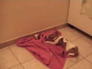 Jack Russel vs père noël -2-