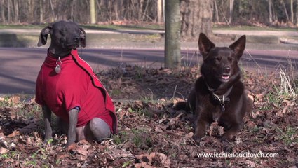 2 minutes de bonheur canin offert par le chien citoyen