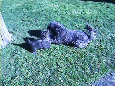 jeux l'après-midi vers 16h dimanche