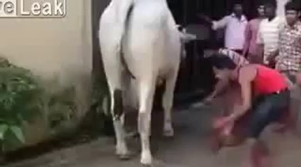 Cow kicks Indian in the head