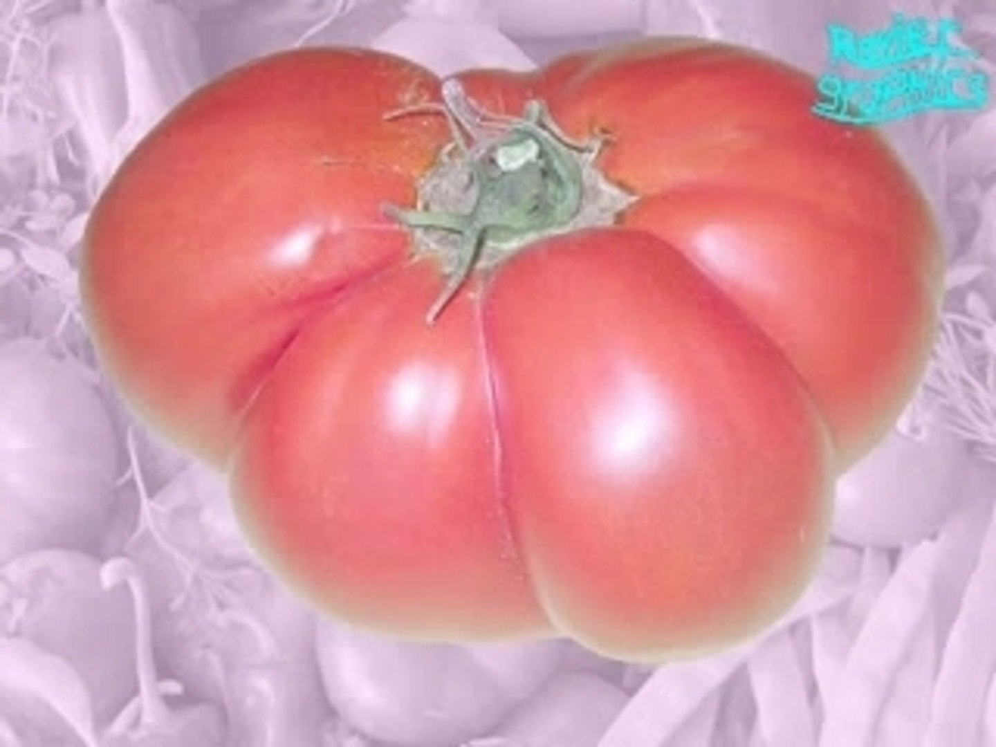 SEXY POMODORO