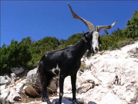 pakistani funny prank call to baba g 4 taveez - YouTube