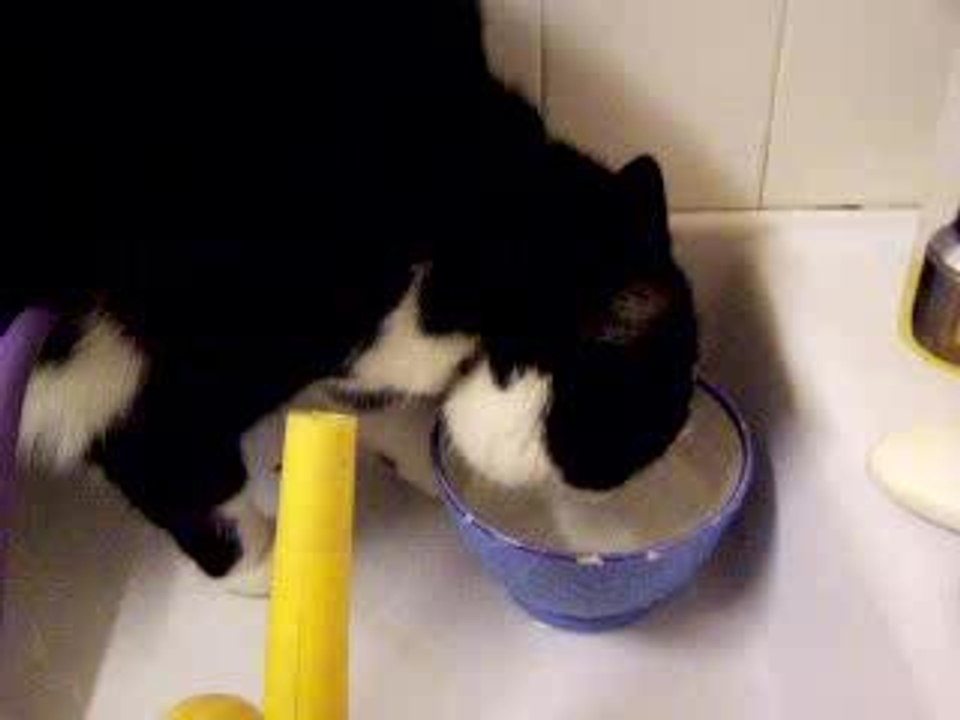 Le chat katrésoif