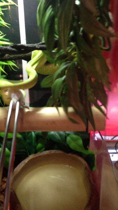 Morelia Viridis Manokwari