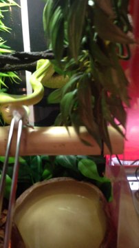 Morelia Viridis Manokwari