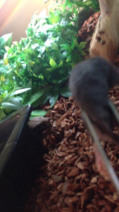 Boa constrictor constrictor surinam