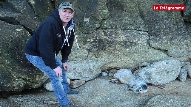 Quiberon. Un phoque blessé repousse ses sauveteurs