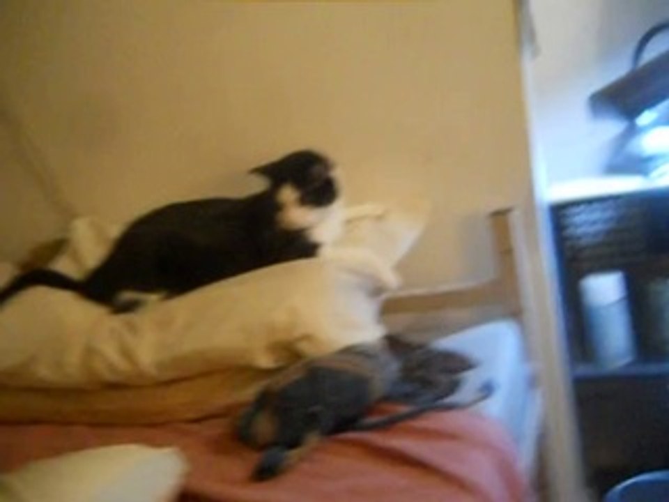 Tuxedo Tom Cat