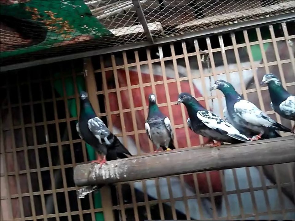 Mian Waseem Pigeons