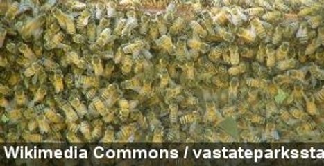 Woman Survives 1,000 Stings From Killer Bees