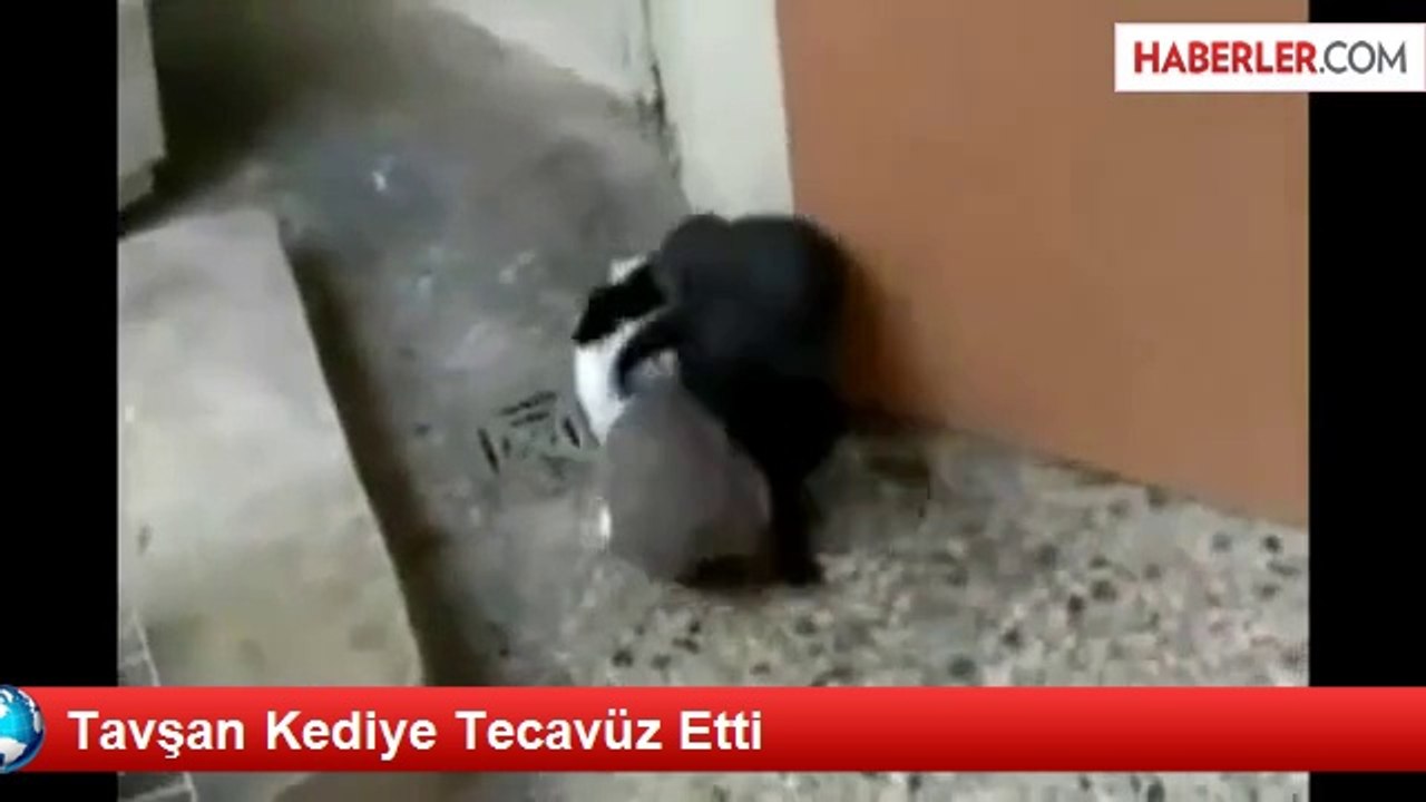 Tavşan Kediye Tecavüz Etti Dailymotion Video