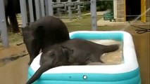Bebek Fillerin Şişme Havuz Sefası