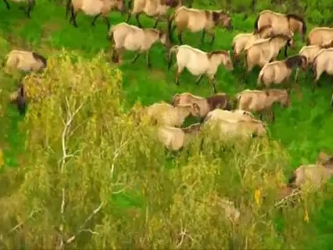 BURHAN OCAL BOSPHORUS