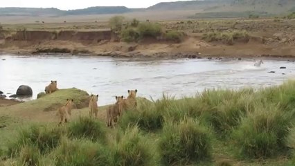 Joli comité d’accueil pour un zèbre