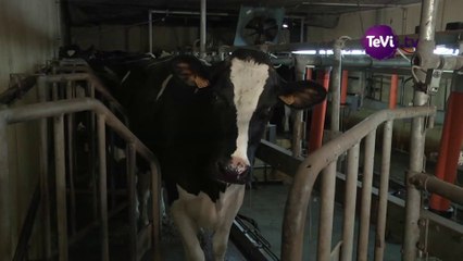 Agrial qualité et tracabilité du lait [TéVi] 17-03-14