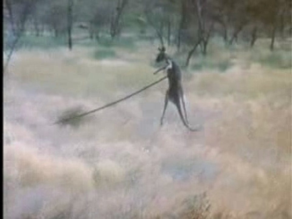 La caccia degli Aborigeni