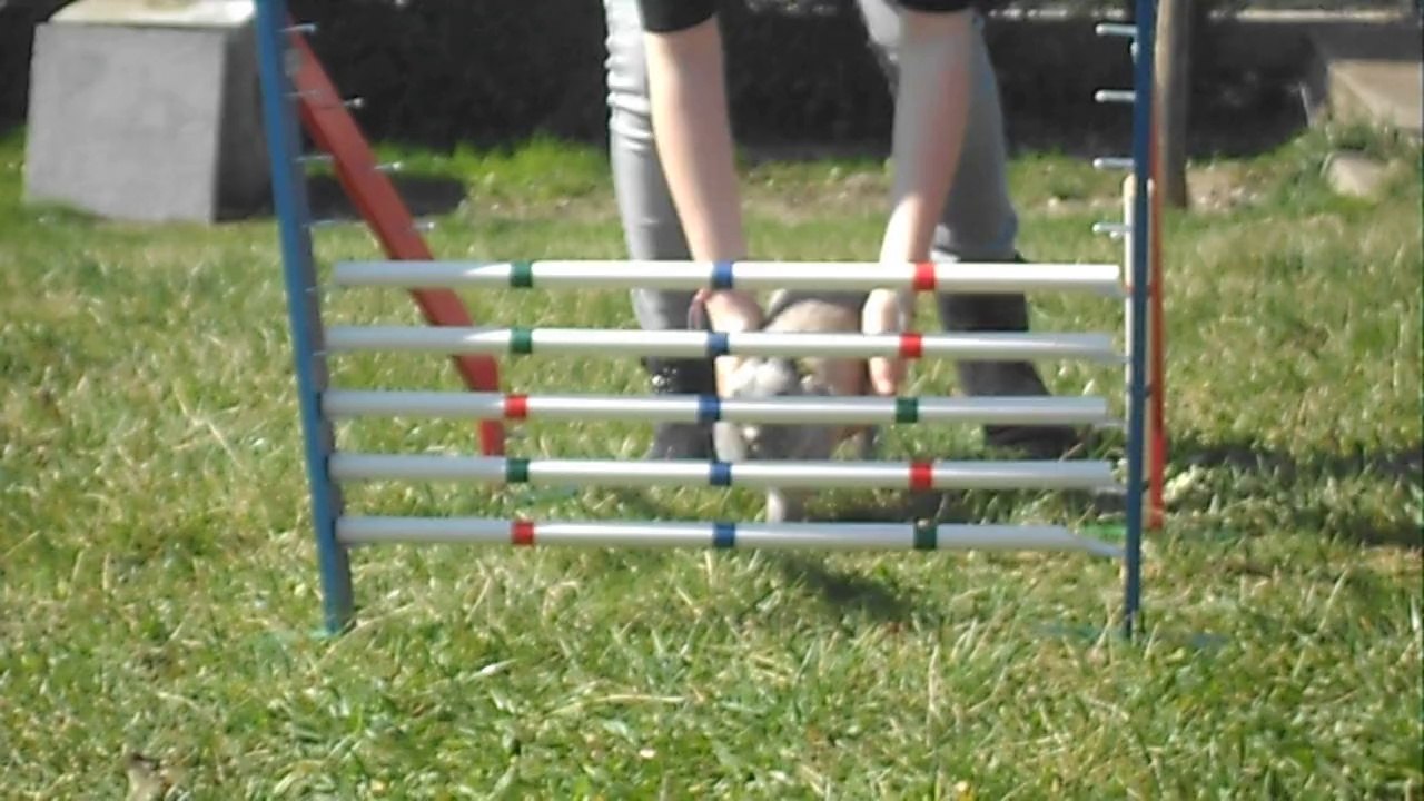 [Record de Kaninhop] Record de Bella![35cm]
