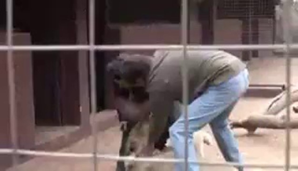 Journalist gets mauled by lion animals