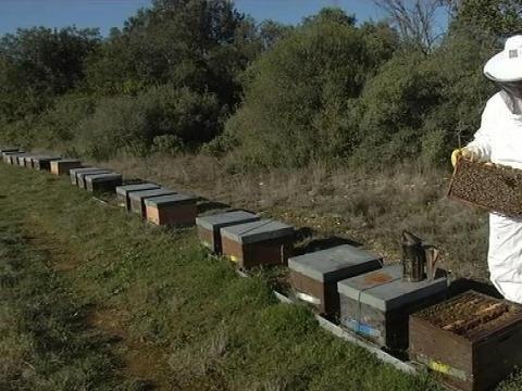 Abeilles: le printemps précoce ne suffit pas à rassurer les apiculteurs - 10/03