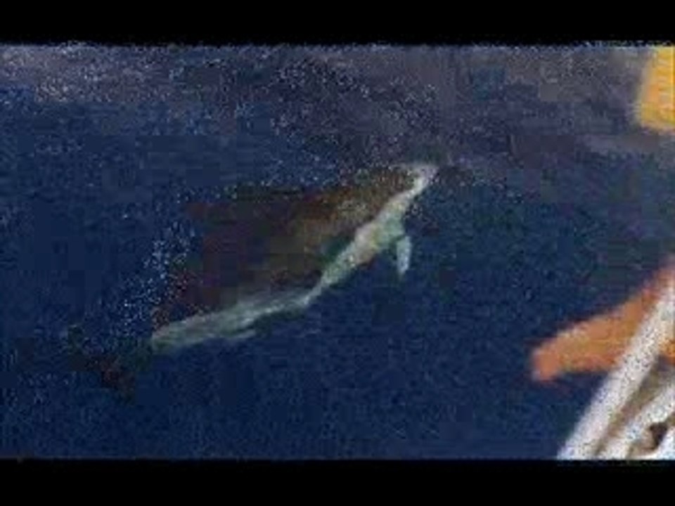 Baleines et dauphins
