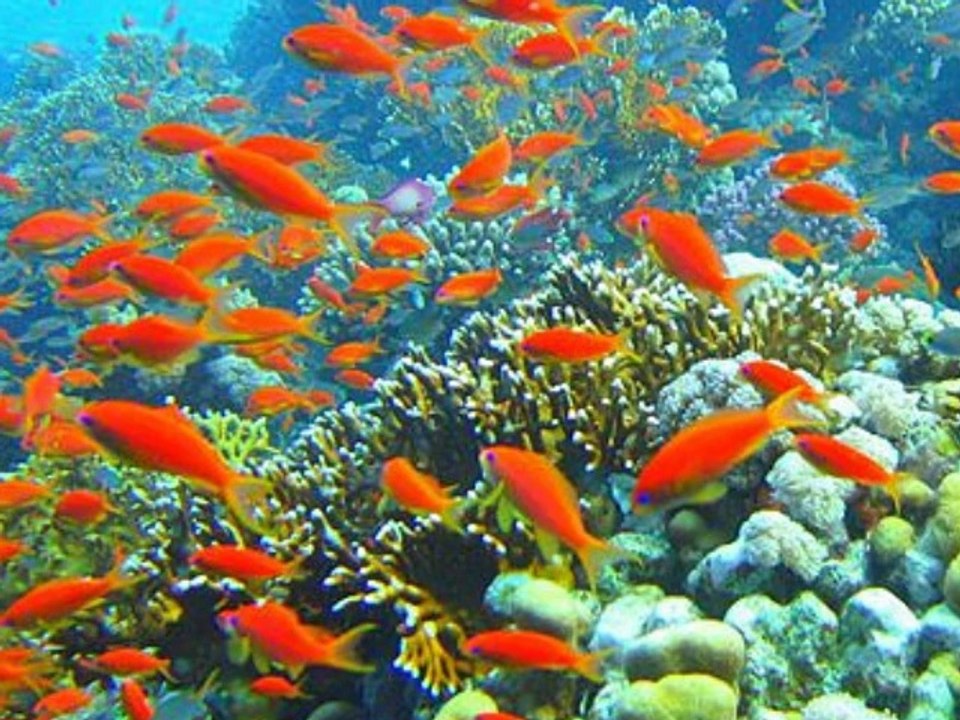 Sharm El Sheikh and Petra Tours