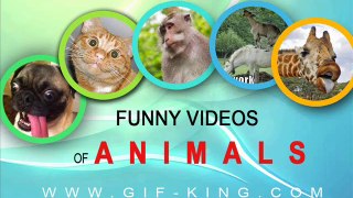 Funny Videos of Animals