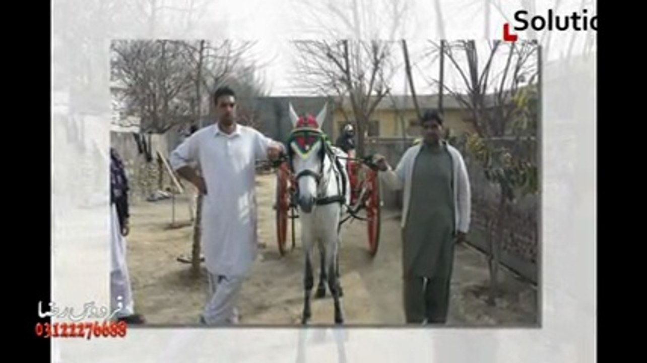 afzal khan dera and horse try 7-3-14