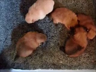 Les chiots Spitz de la prairie d'éole