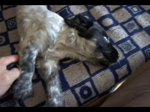 ДИНКА - РУССКАЯ СПАНИЭЛЬКА