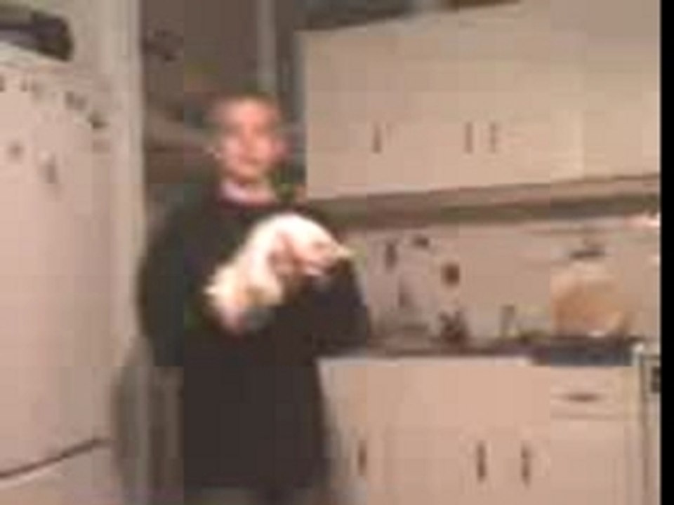 Lancé de chat (lol)