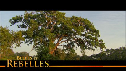 BA BELLE ET REBELLES-141113