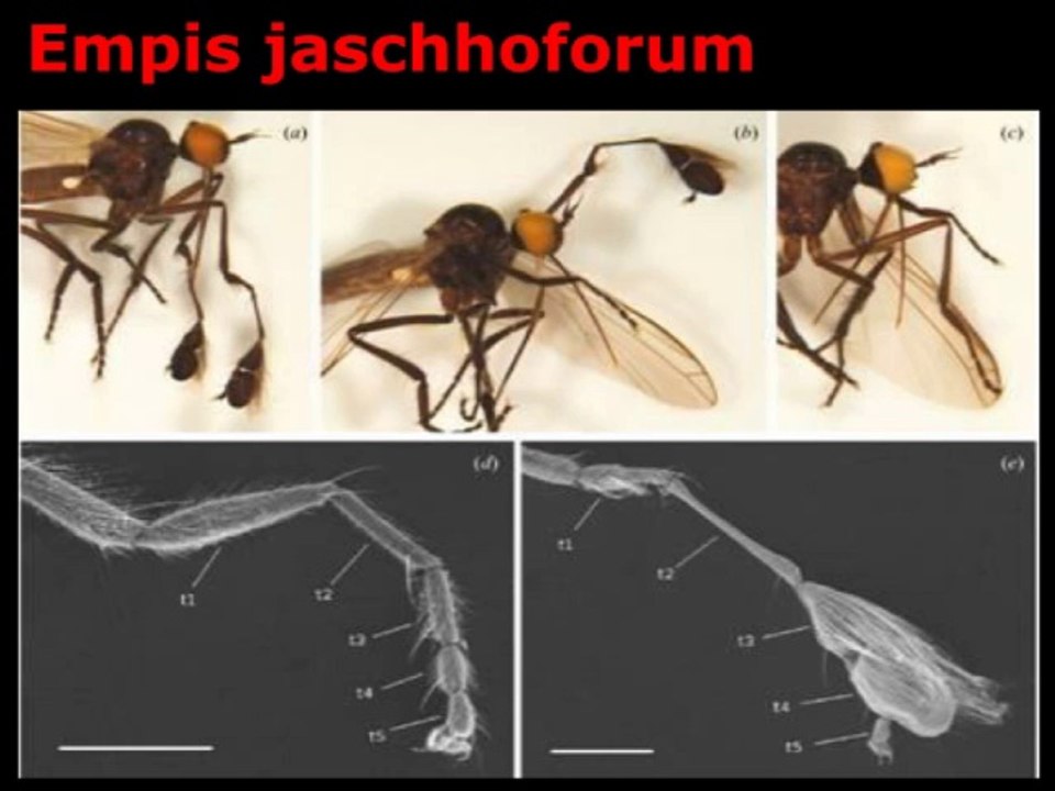 L'évolution détournée : par le plaisir, puis par les humains (cycle Évolution animale et humaine 2/3)