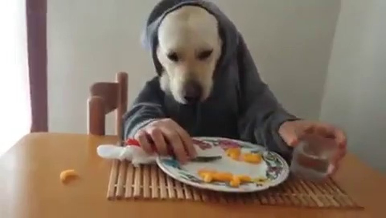 video divertenti! eccone una da non perdere! il cane mangia con le mani