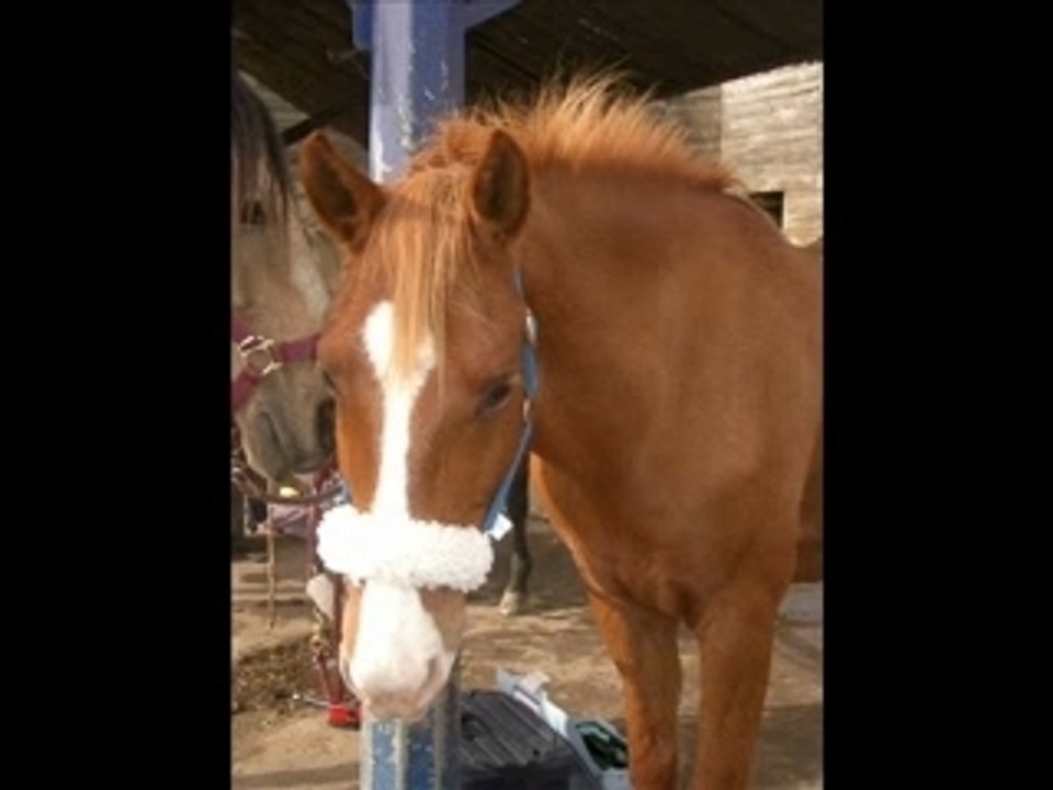 Ludo