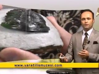 Fosiller, 'Evrim yok' diyor! 21- Trilobit fosili