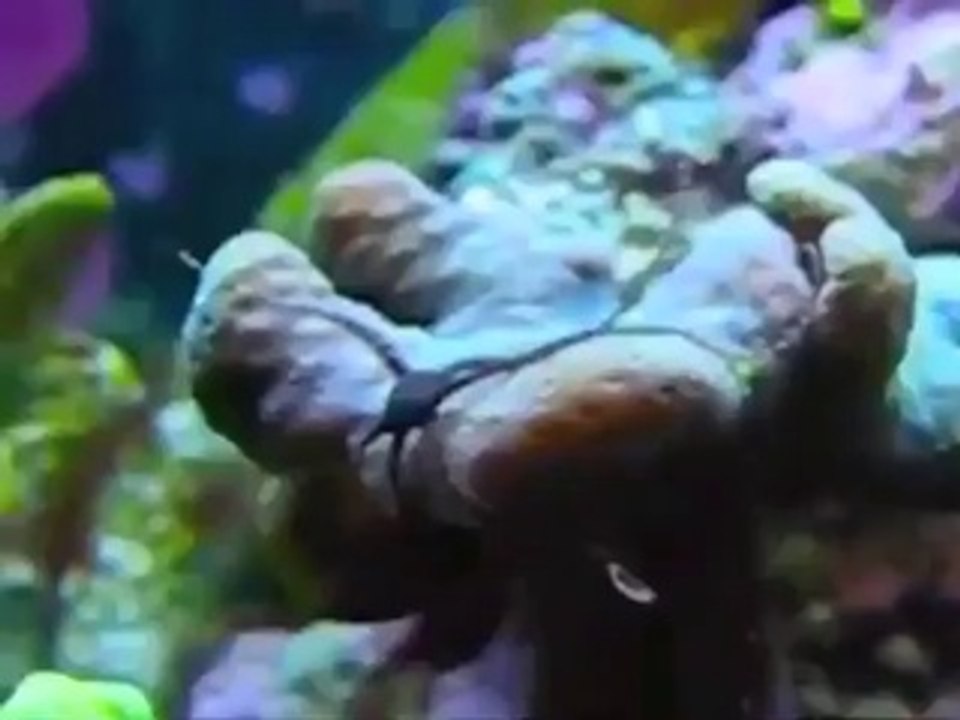 YAŞAYAN FOSİLLER EVRİMİ YALANLIYOR-1