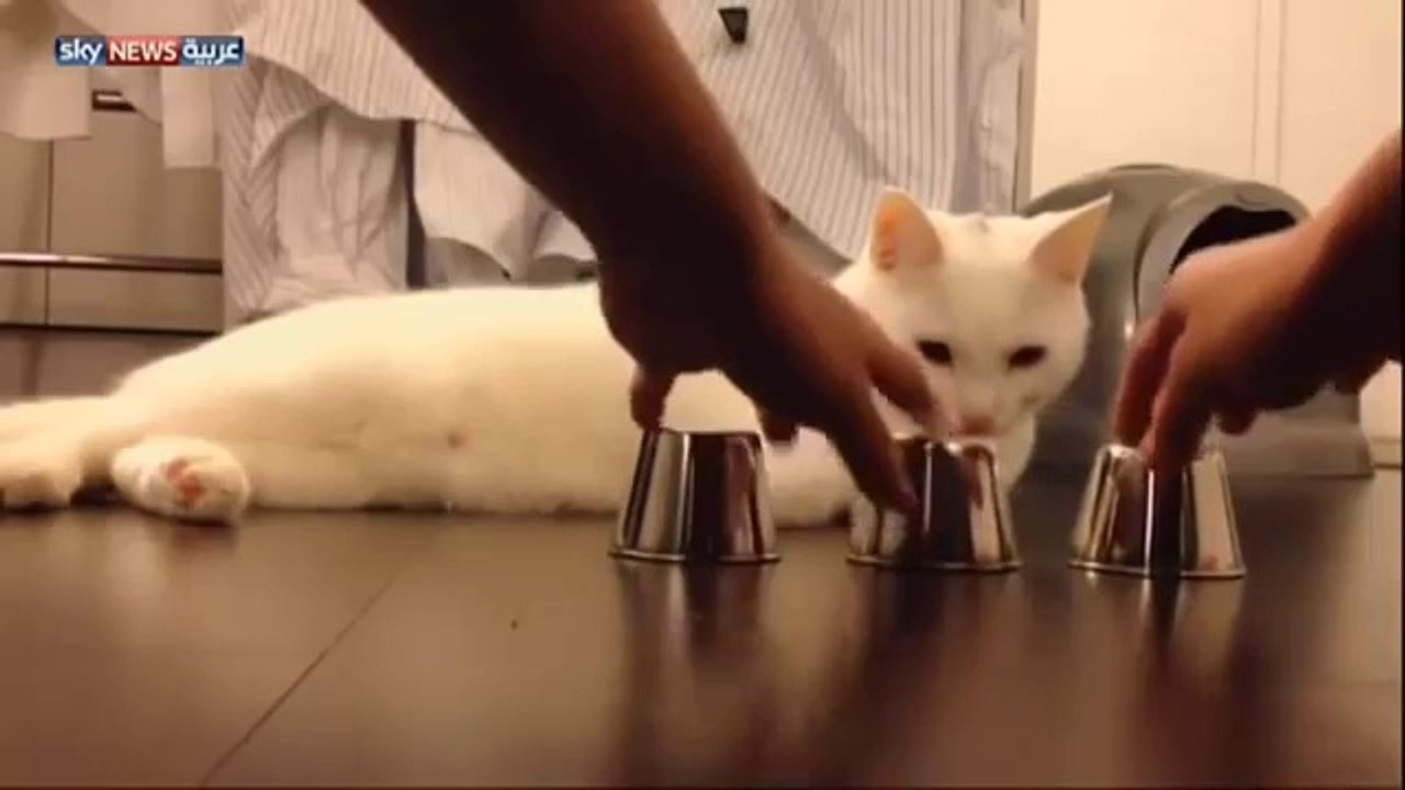 Beautiful CAt