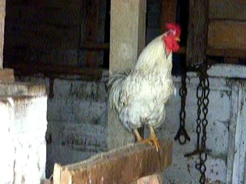 COCORICO_2
