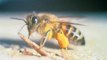 Thousands Of Killer Bees Attack An Elderly Woman In California
