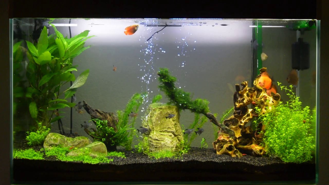 Aquarium CIANO 100