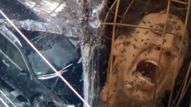 Fender Bender Results in Victims Screaming NOT THE BEES!!