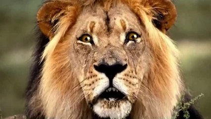 Ah dis-moi donc bergère