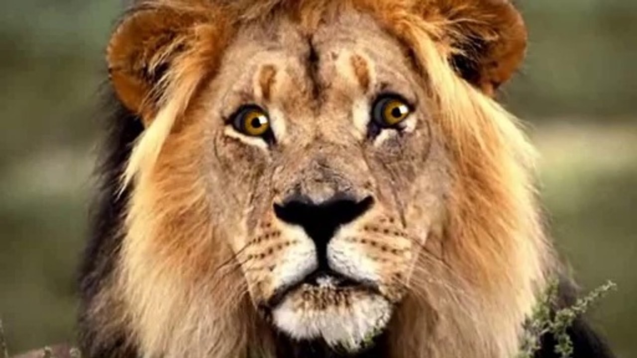 Ah vous dirai-je maman